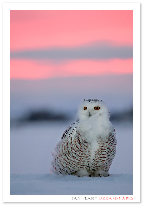 Snowy Owl at Sunset