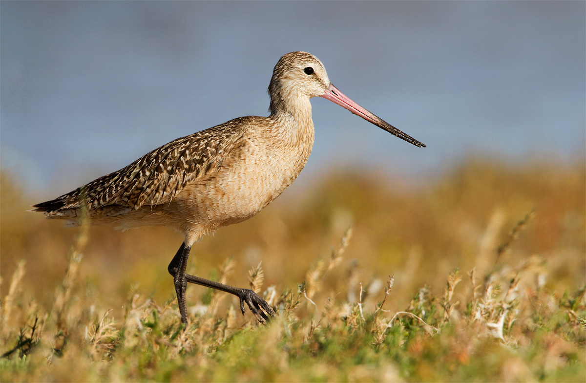 Marbled Godwit
