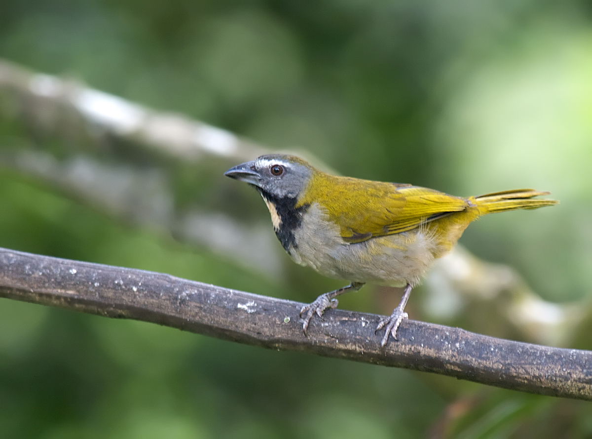Buff-throated Saltator