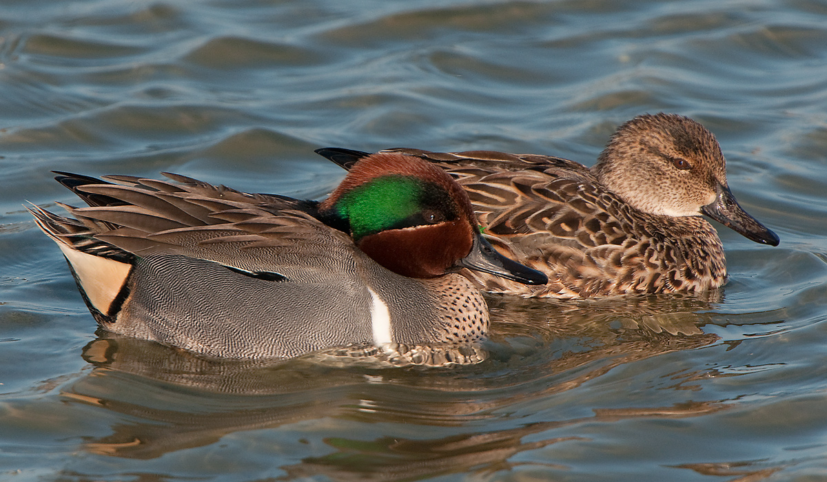 Green Wing Teal Pair