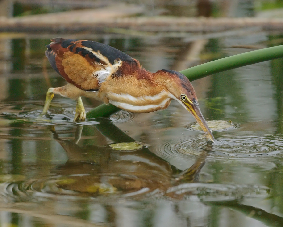 Least Bittern w minnow