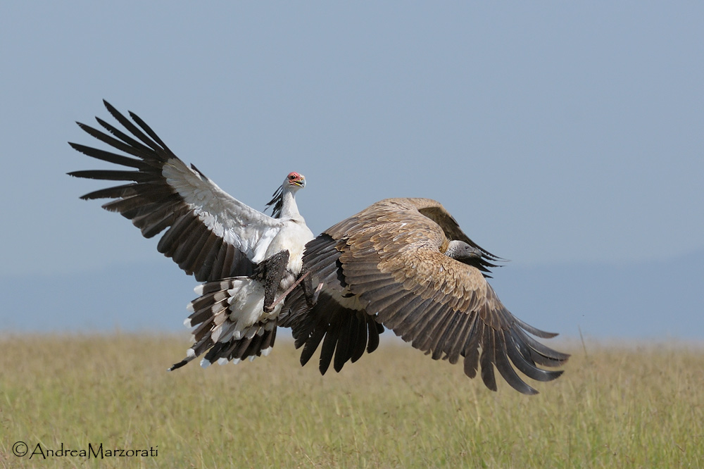 Secretaryb and vulture
