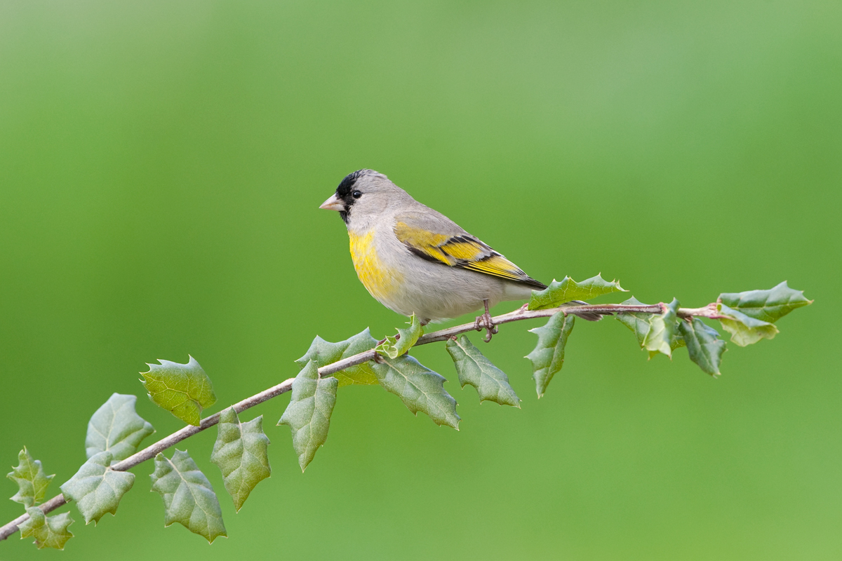 Lawrence's Goldfinch