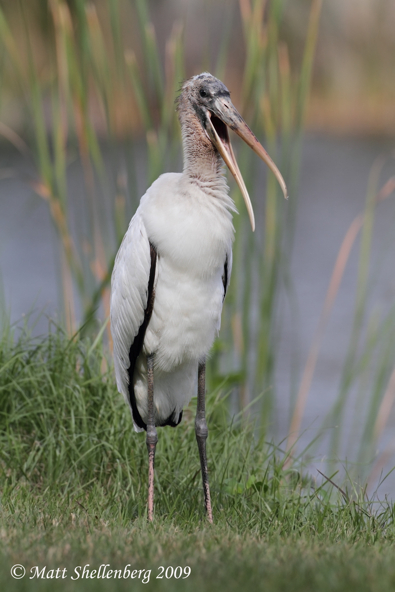 Juv. Wood Stork