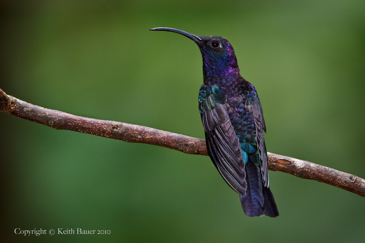 Violet Sabrewing - with Vertical Crop Repost