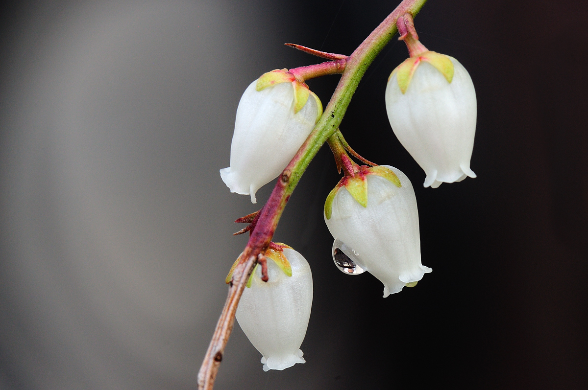 Dew on the Bell