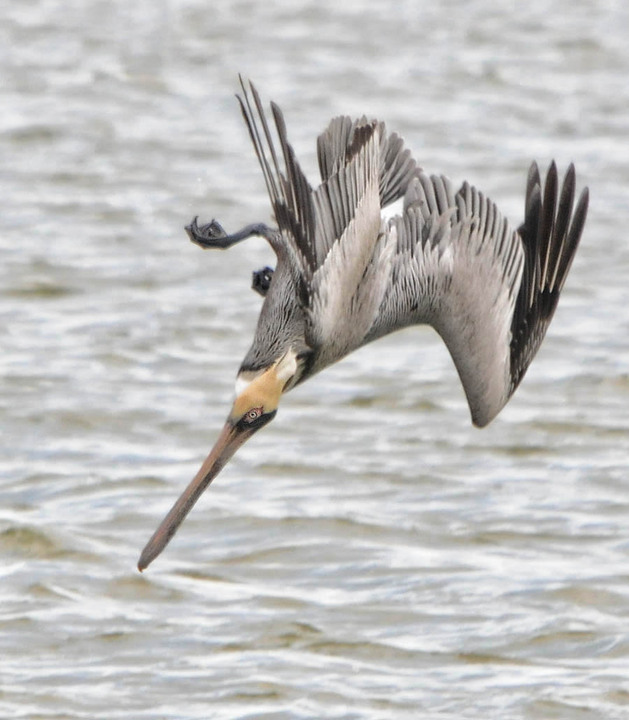 Brown Pelican diving