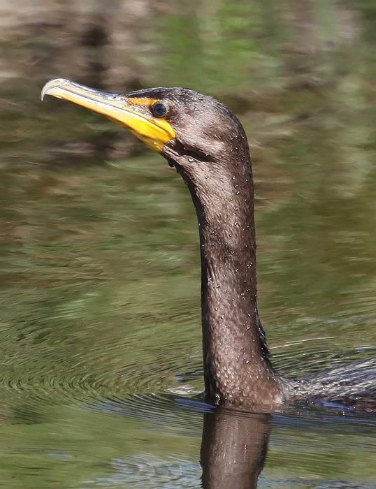 Double Crested Cormorant