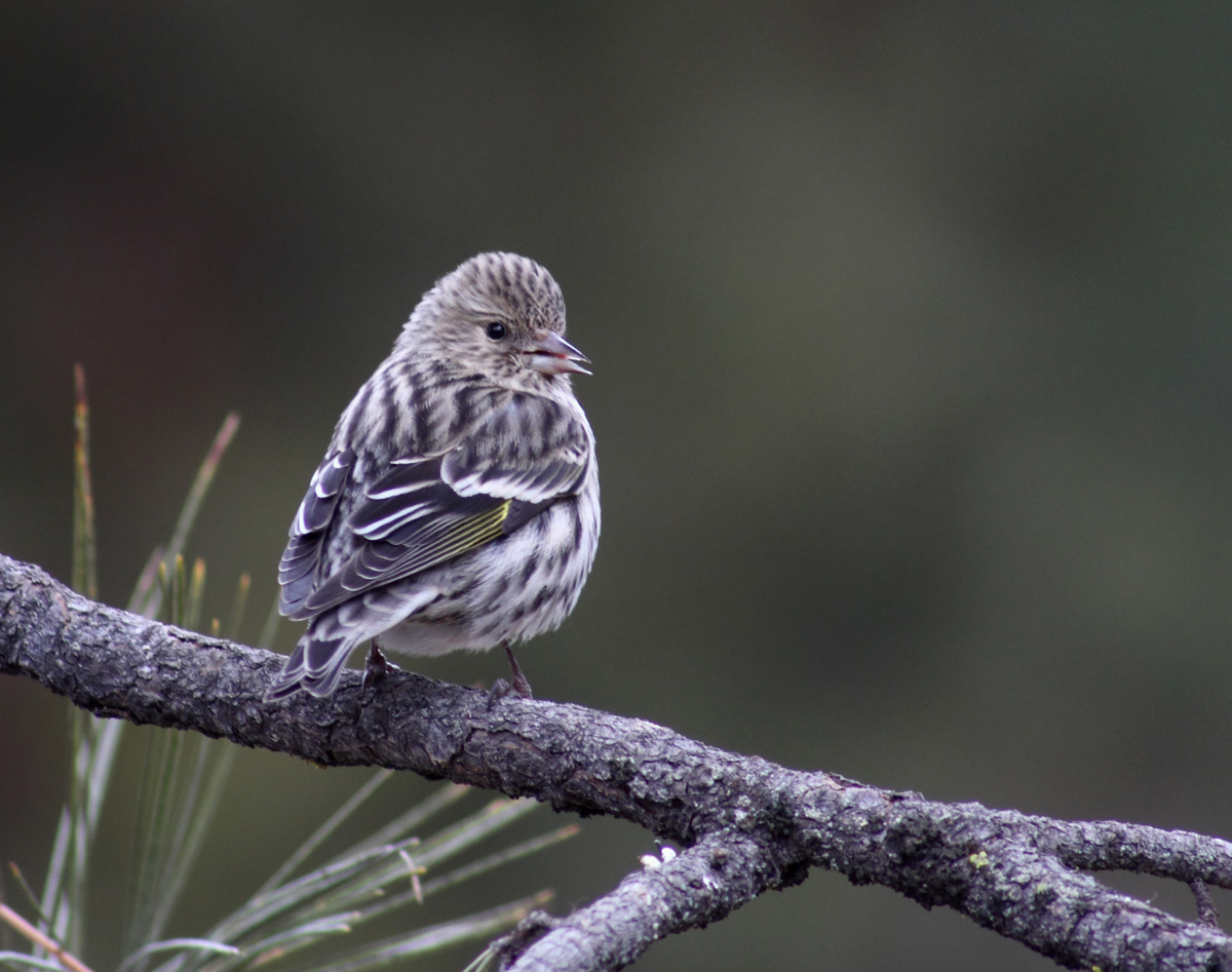 Pine Siskin