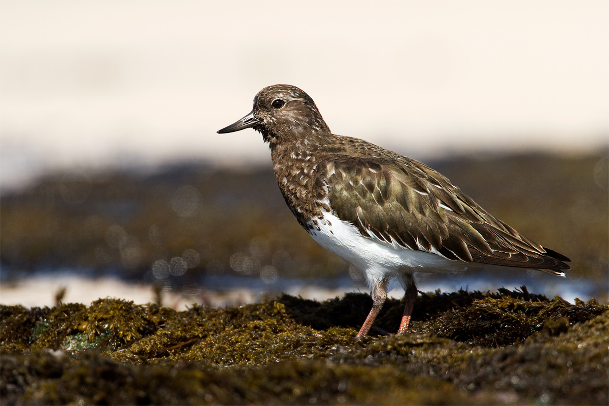 Black Turnstone