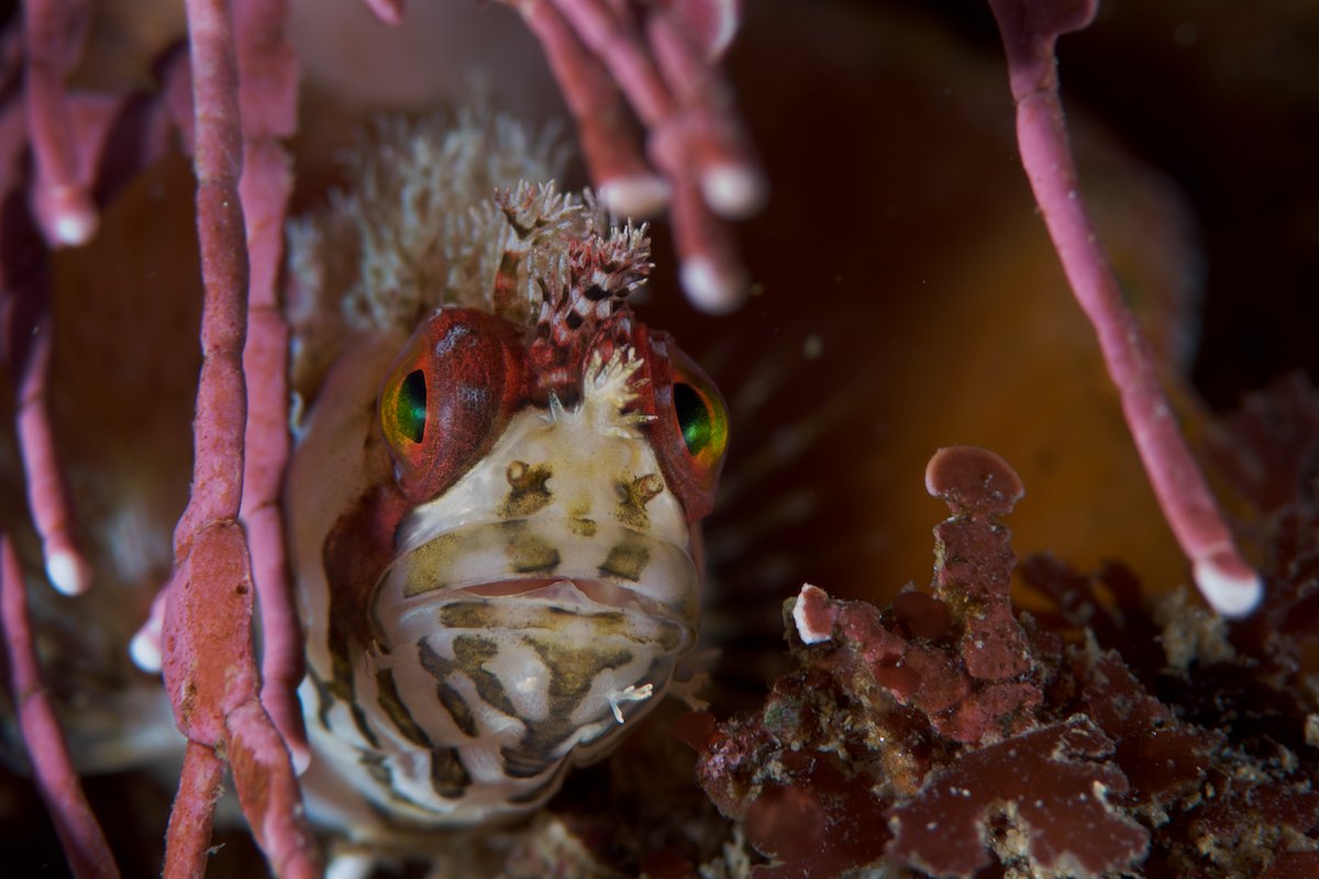 Mosshead Warbonnet