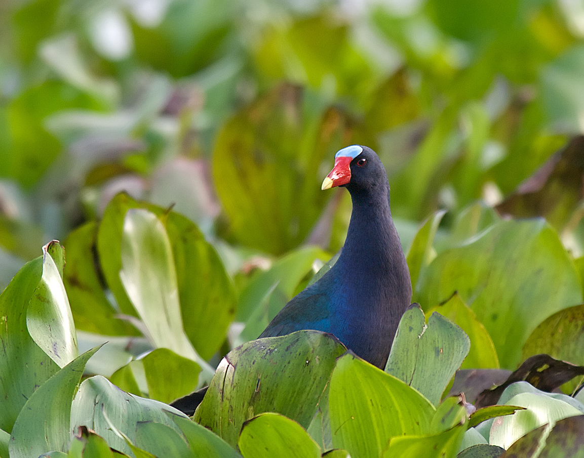 Purple Gallinule