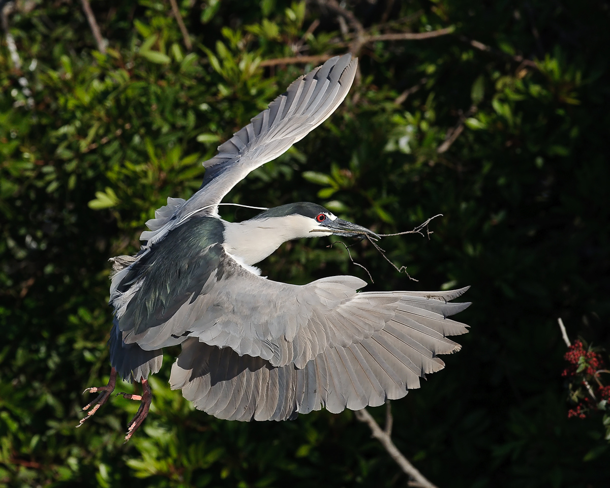 B-c Night Heron 
