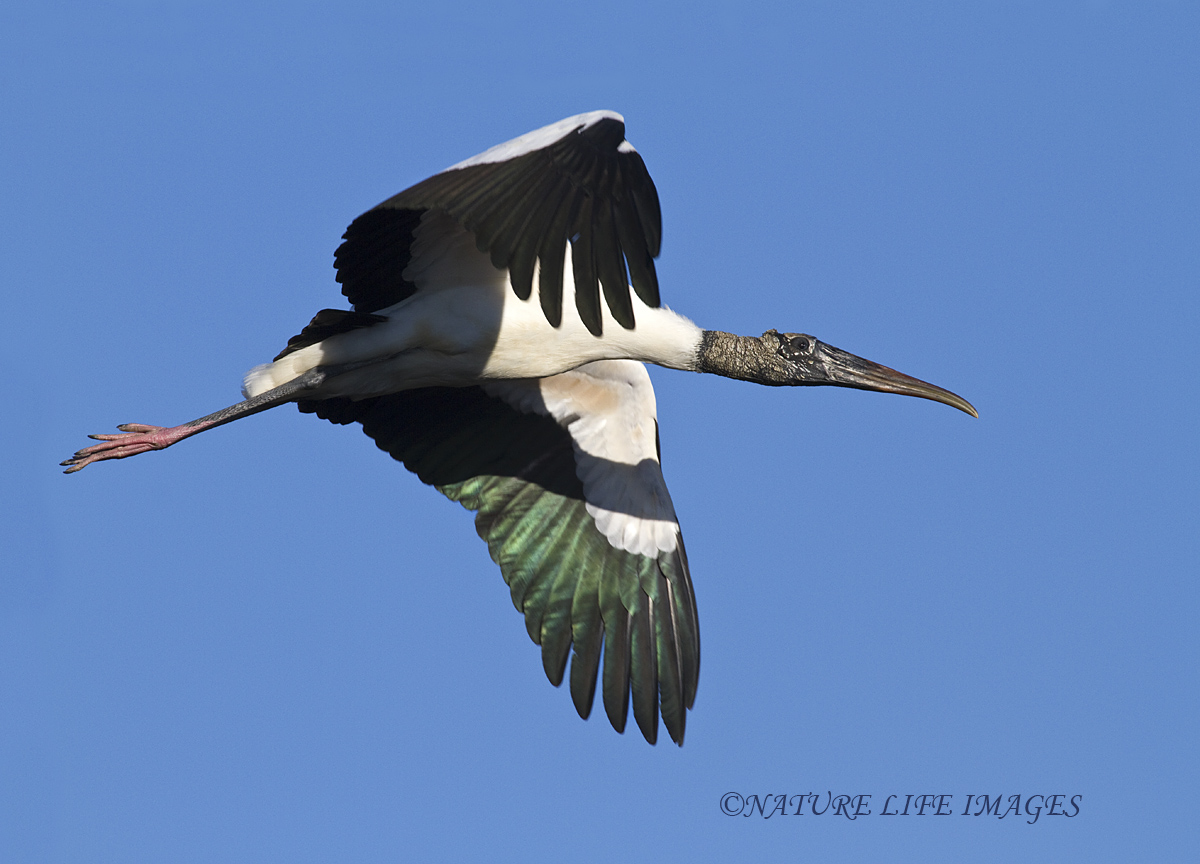 Wood Stork