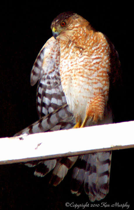 Coopers Hawk