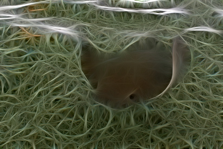 Stingray