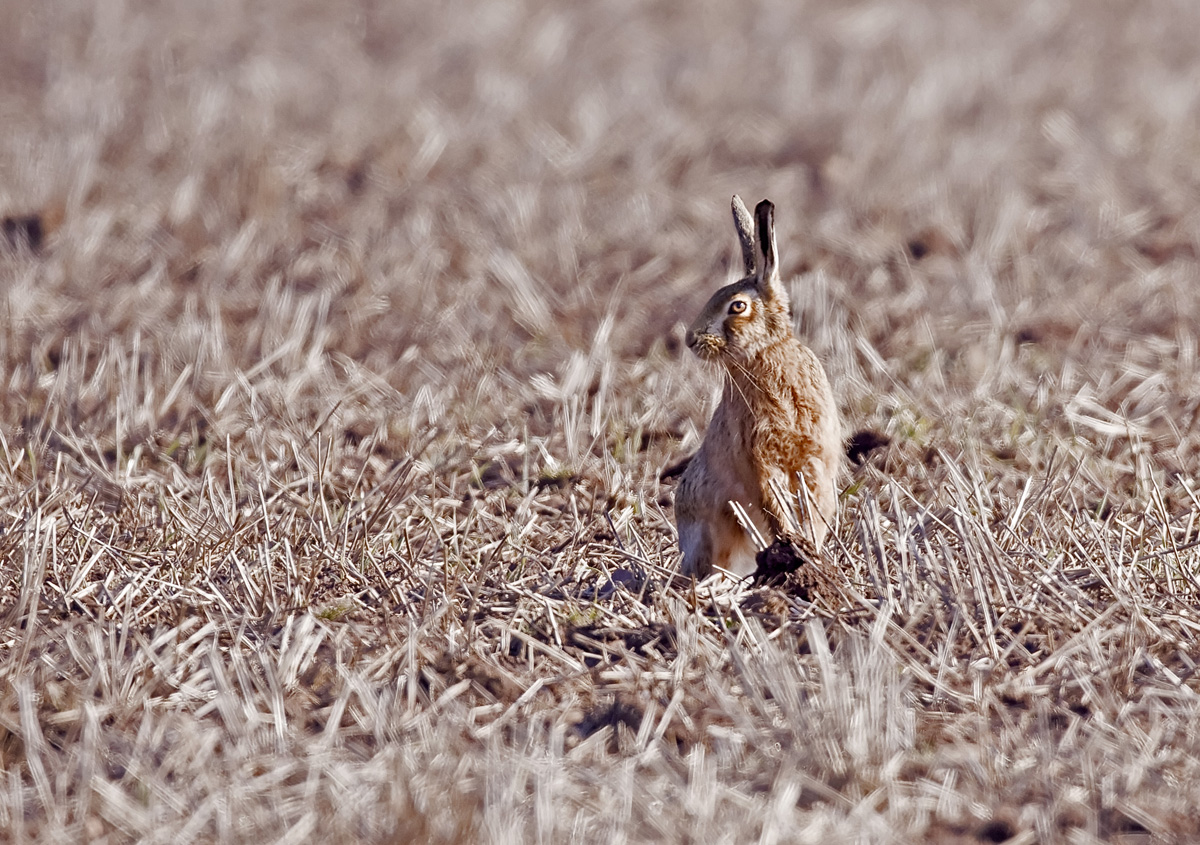 Brown Hare
