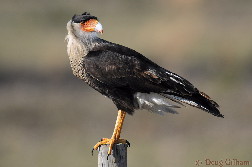 Crested Caracara