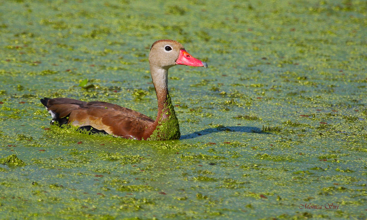 Whistling Duck
