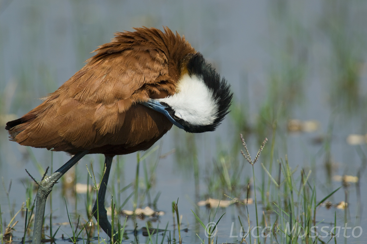 African jacana