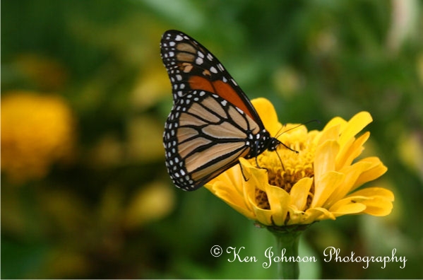 Monarch In Summer