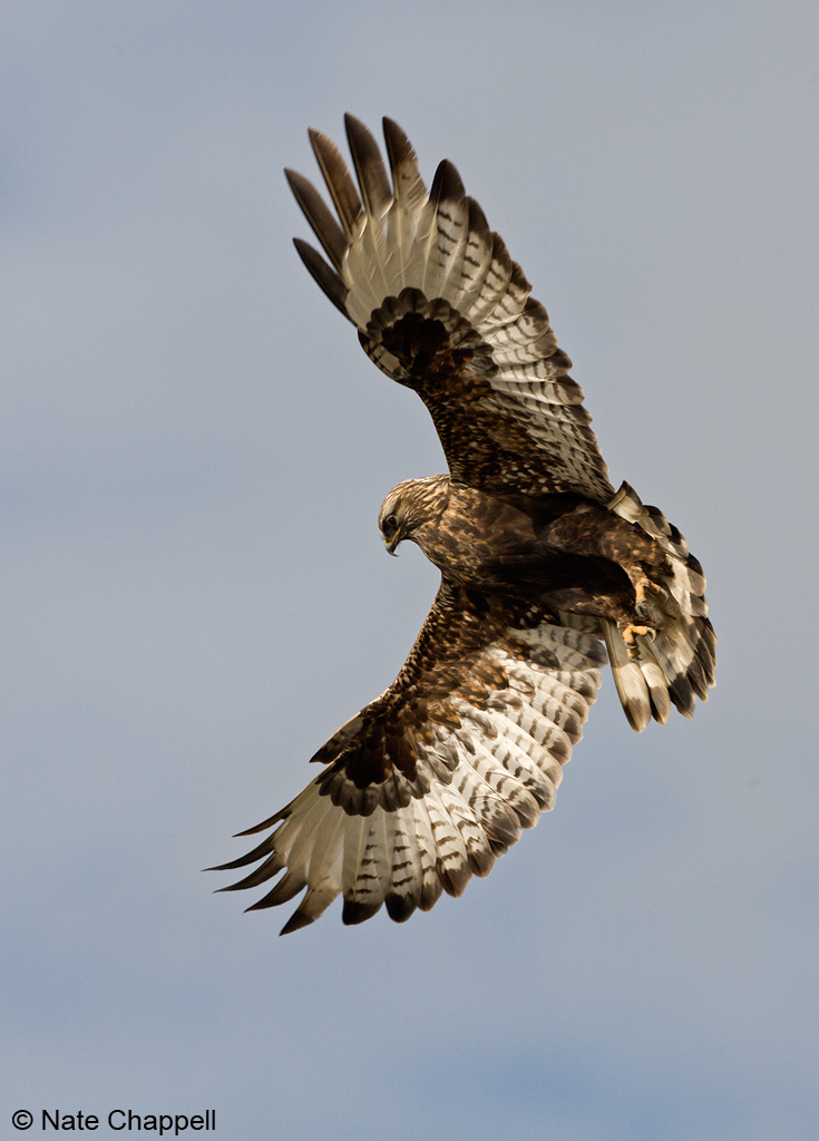 Rough-legged Hawk