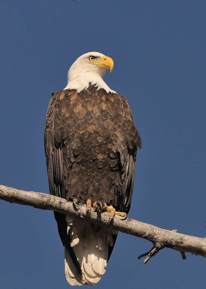 Bald Eagle