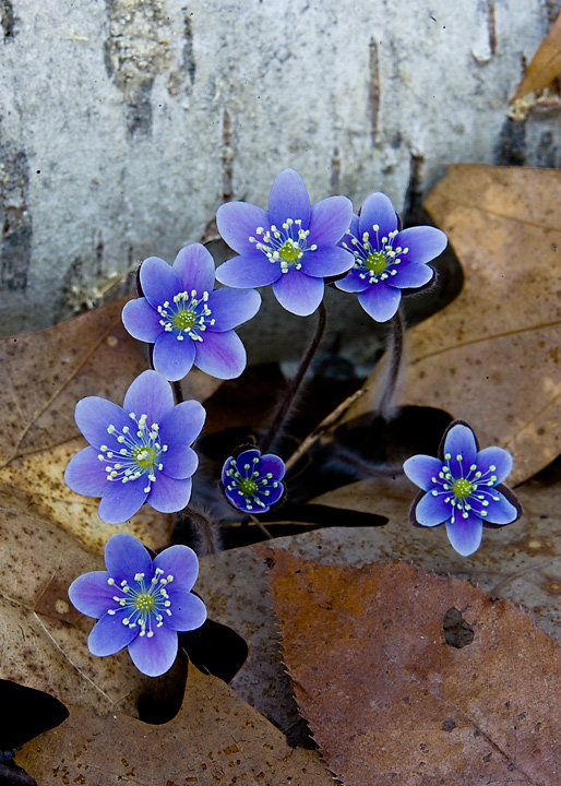 Hepatica