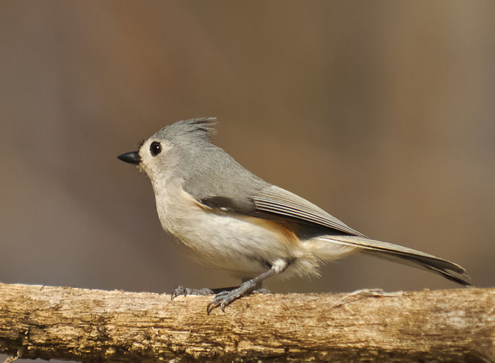 Tufted Titmouse