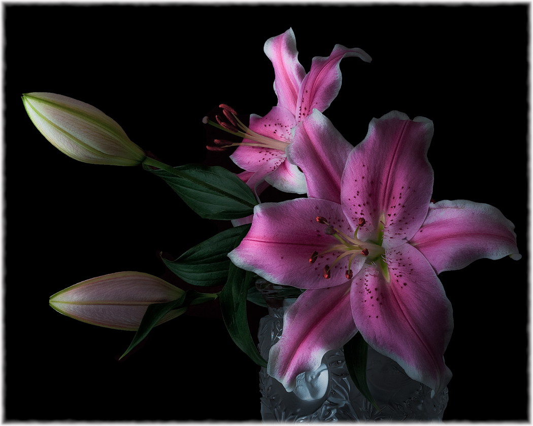 Pink Lilies