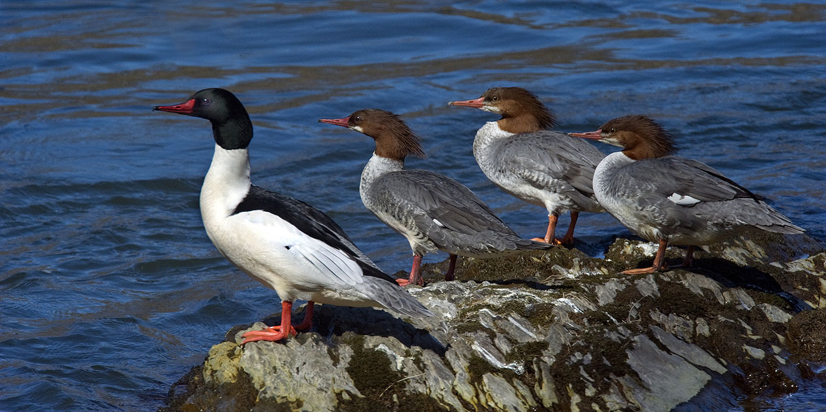 Common Merganser :: Aix 
