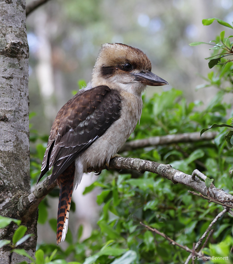 Kookaburra