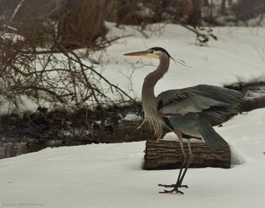 Great Blue Heron