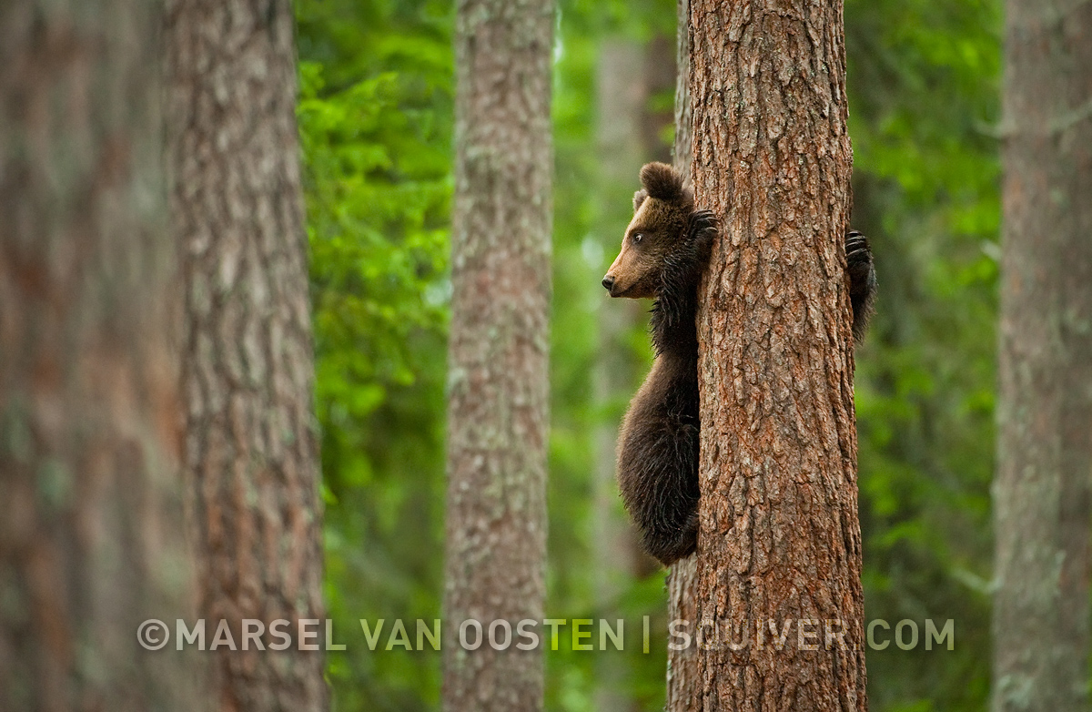 Vantage Point