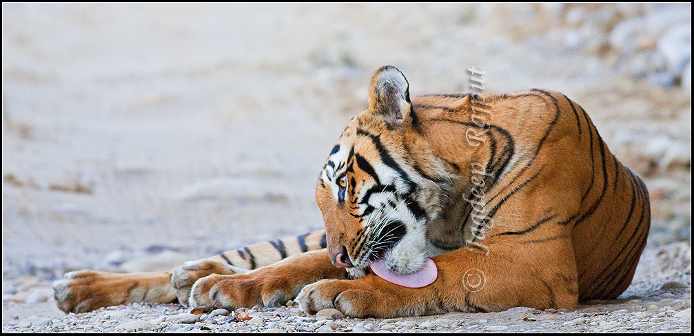 Cleaning the paw