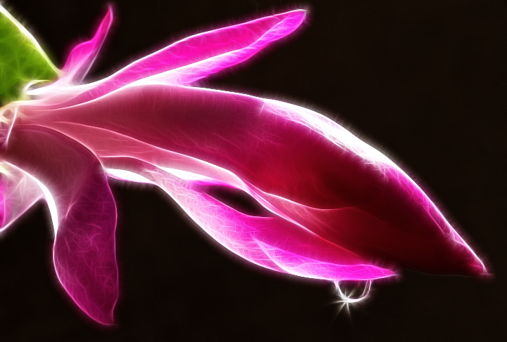 Christmas cactus