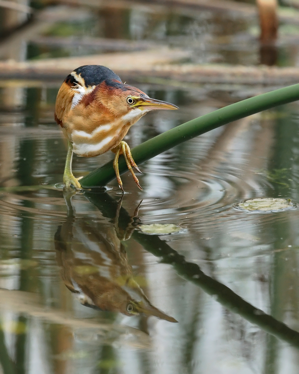 Least Bittern