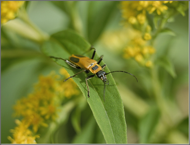 Goldenrod Soldier Beetle