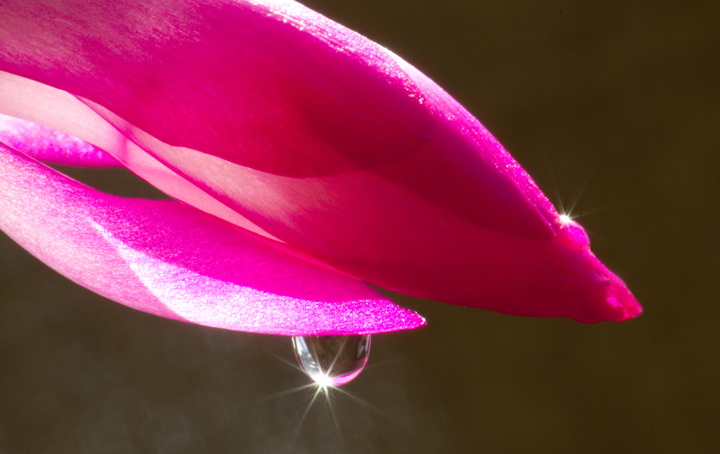 Christmas Cactus