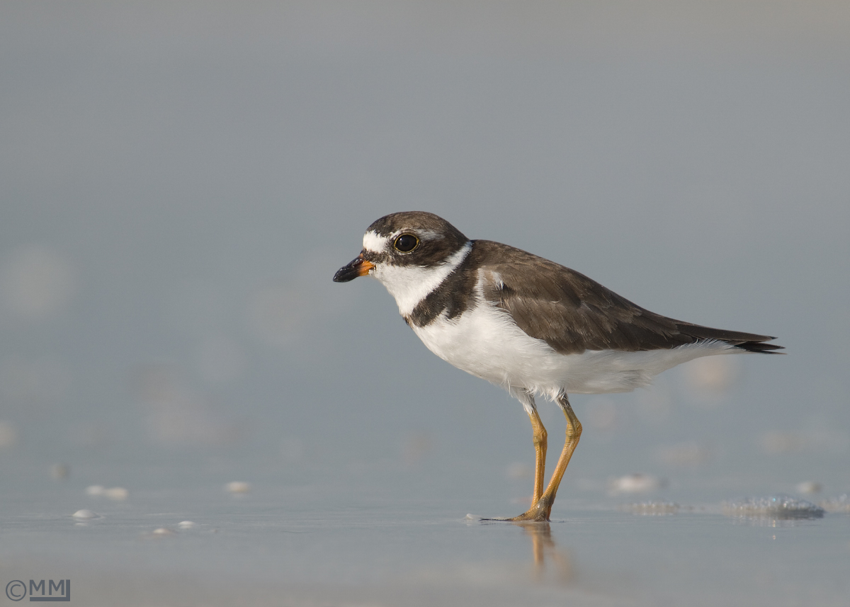 Semipalmated Plover