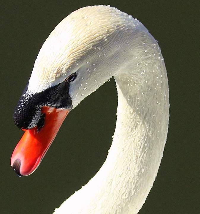 Mute Swan