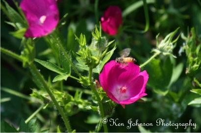 Arkansas Wild Flowers