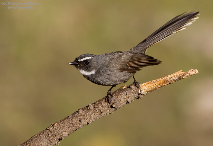 White-throated Fantail