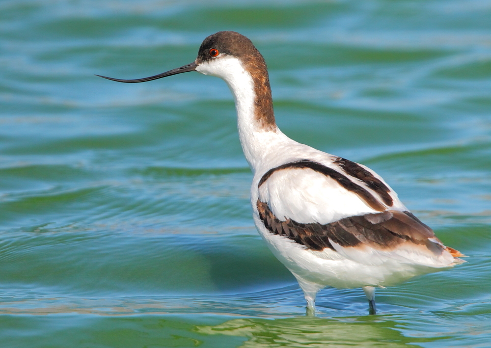 Pied Avocet