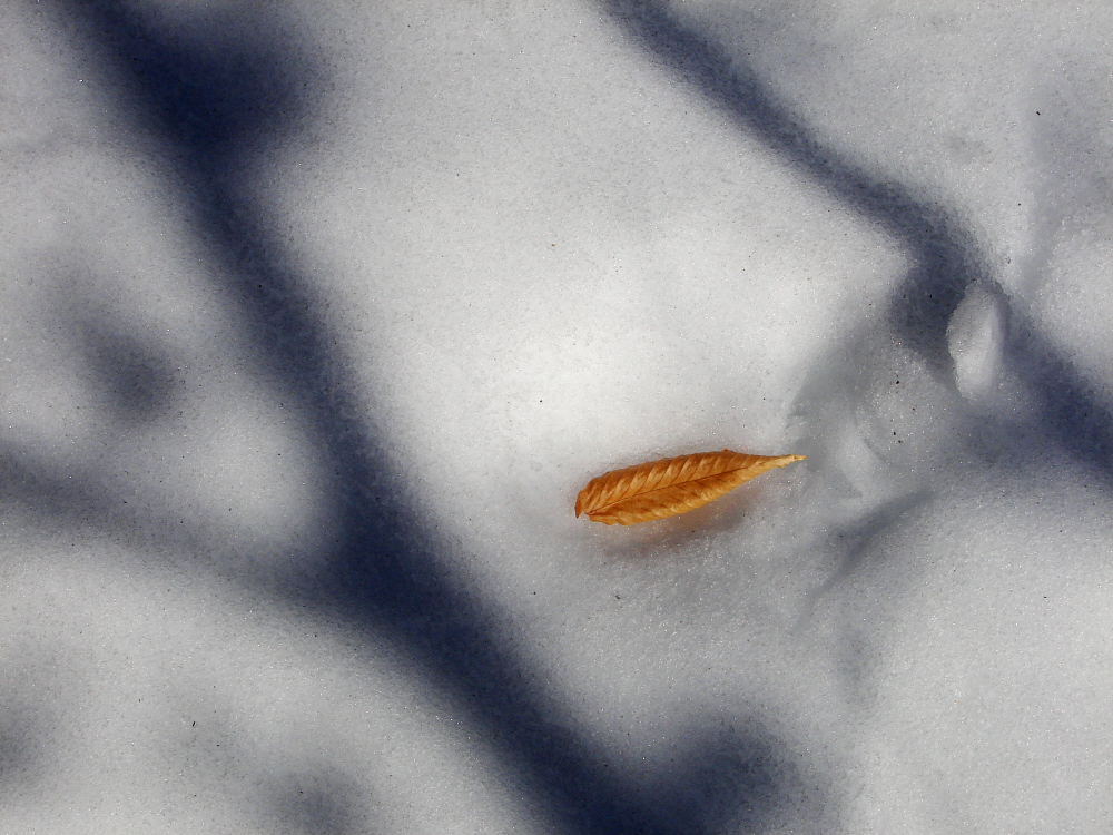 Leaf in Shadows