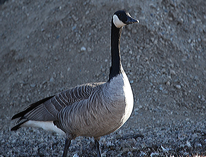 Canada  Goose