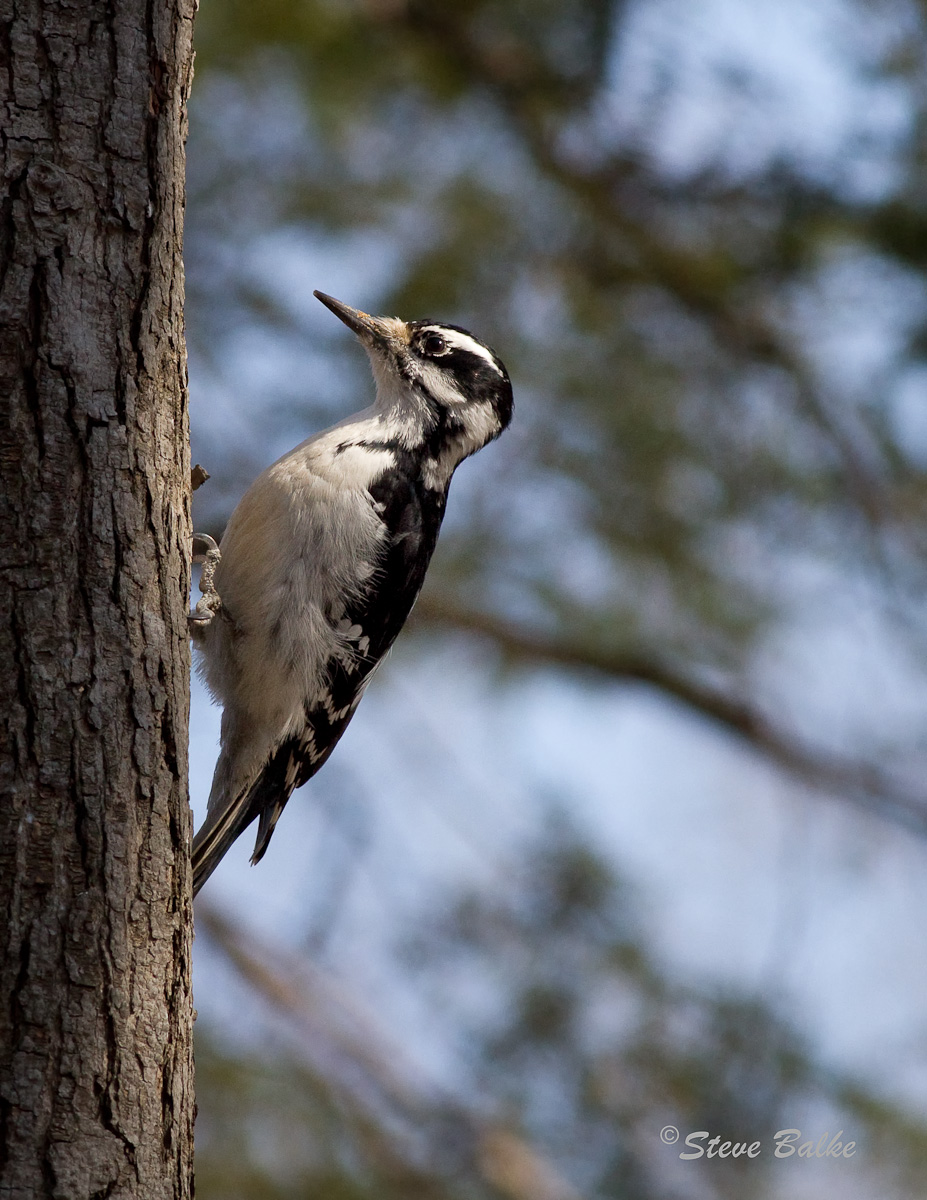 Hairy Woodpecker