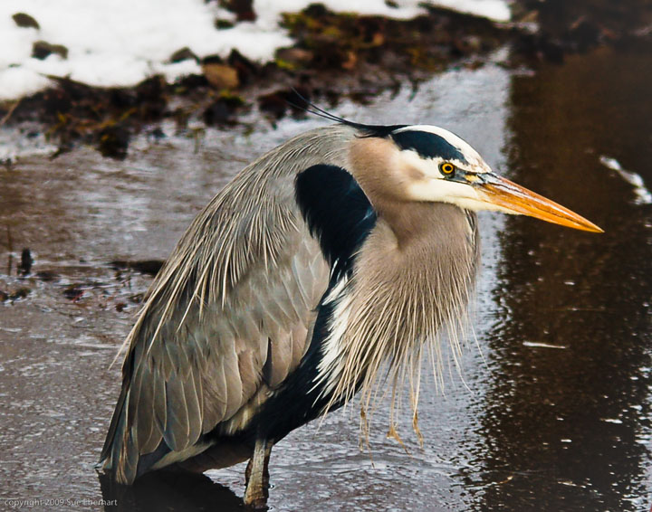 wading great blue