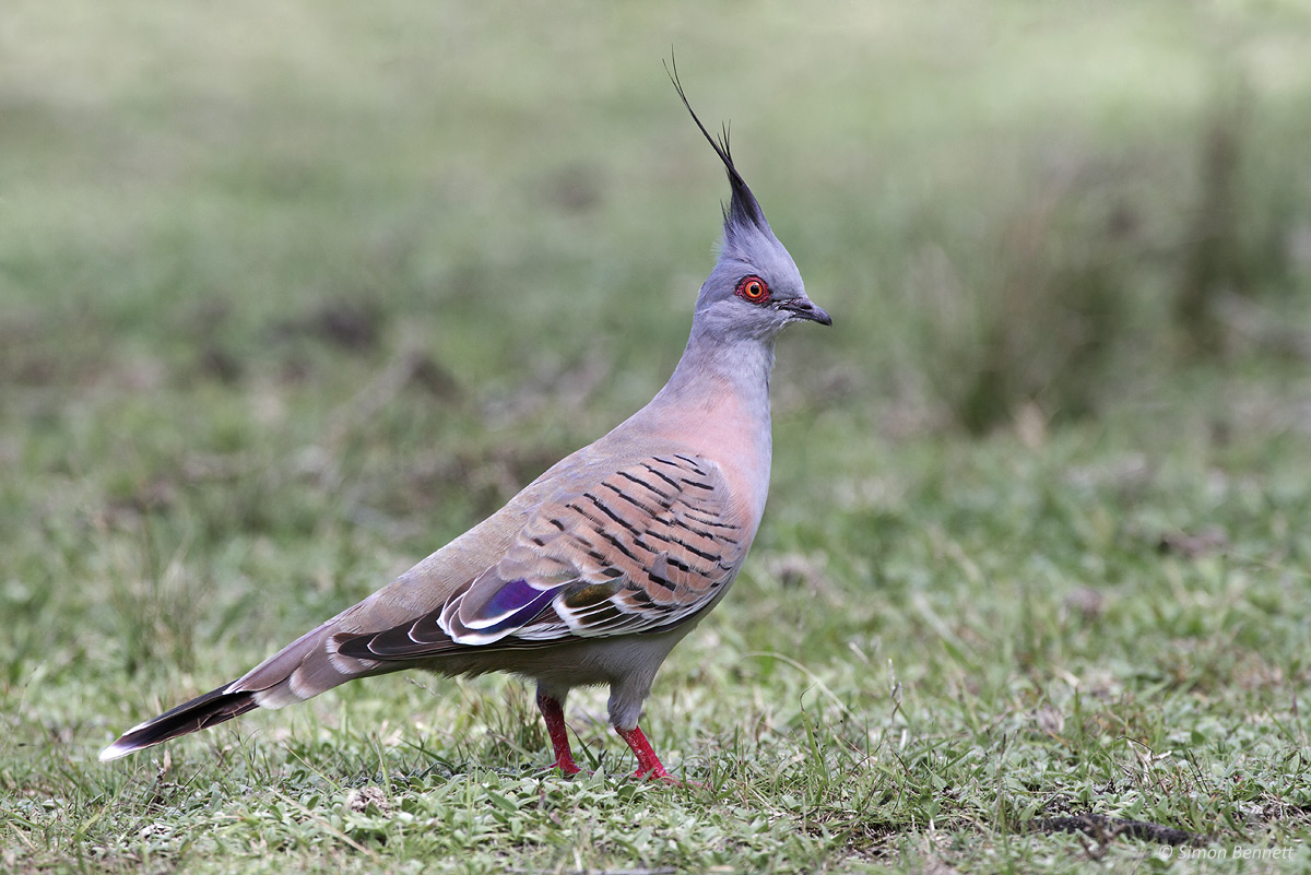 Crested Pigeon