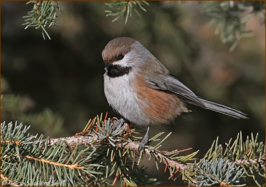 Boreal Chickadee